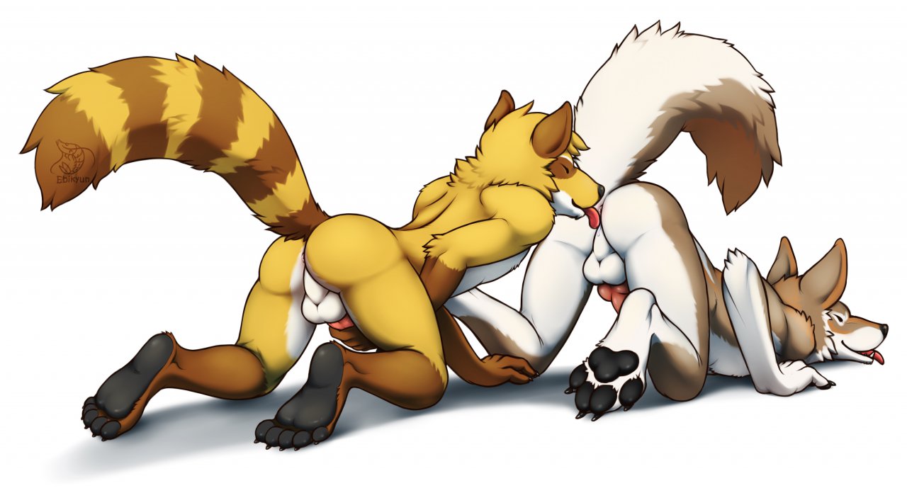 anal anthro anus ass balls canine coyote ebikyun furry gay knot male masturbation no_humans oral paws penis plain_background raccoon rimming white_background