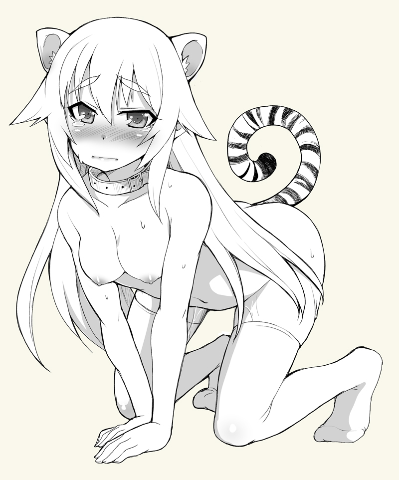 1girls all_fours animal_ears anime_nose blush breasts character_request collar copyright_request female hair in_heat kouki_kuu long_hair naked_stockings naked_thighhighs nude solo stockings sweat tail tear thighhighs tiger_ears tiger_tail