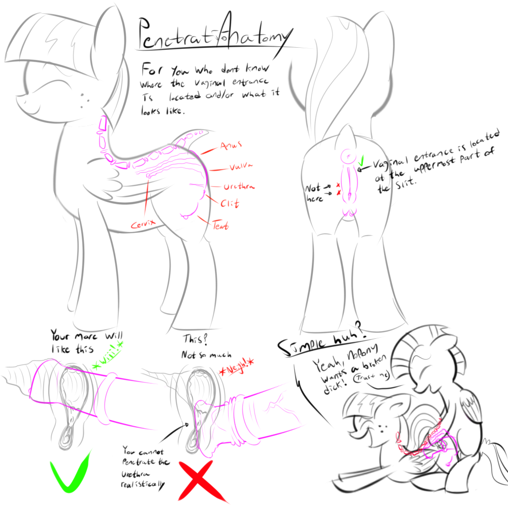 anatomy animal_genitalia animal_penis animal_pussy anus bloss blossomforth_(mlp) crotchboobs dock equine equine_pussy female friendship_is_magic male my_little_pony nipples penis pussy sex_education tail thunderlane_(mlp)