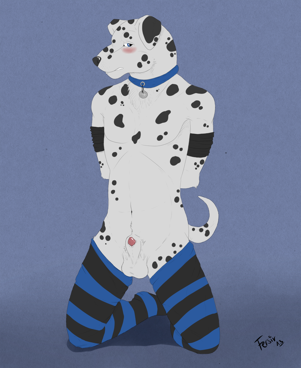 2013 anthro balls black_nose blush bondage bound canine canine_penis chest_tuft clothing collar color cute dalmatian fersir fur furry hands_behind_back kneeling looking_at_viewer male male_only navel nude penis penis_tip plain_background sheath shy socks solo stockings topless tuft