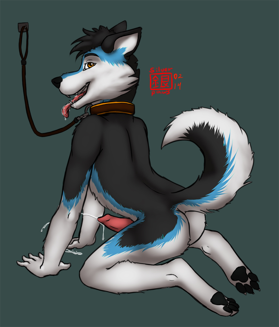 anthro ass canine chakat-silverpaws collar cum furry husky leash male male_only mammal penis silverpaws solo