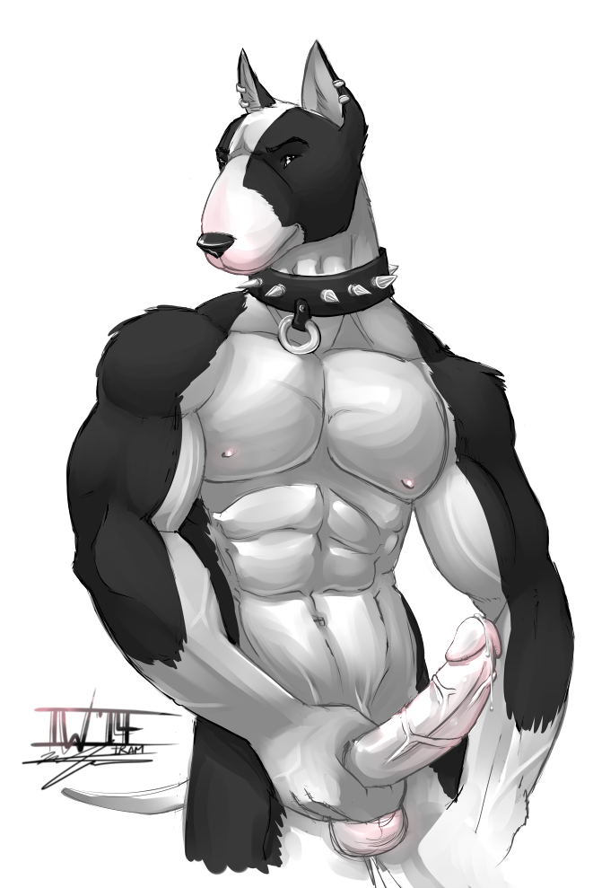 2014 abs anthro balls bull_terrier canine collar earth_ookami_iram erection fur furry holding_penis humanoid_penis male male_only mammal muscles navel nipples nude pecs penis piercing plain_background precum solo standing vein white_background