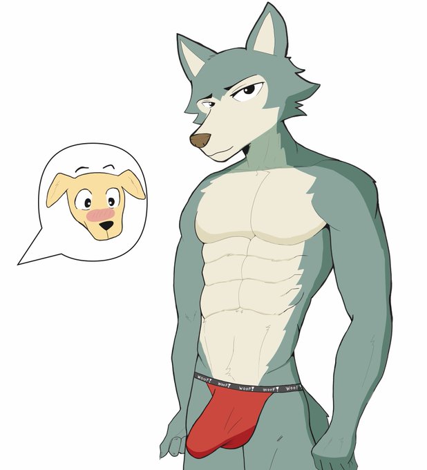 abs anthro beastars bird_dog blush bulge canid canine canis clothing domestic_dog duo hair hunting_dog jack_(beastars) jockstrap labrador legoshi_(beastars) looking_at_viewer male male/male mammal retriever shocked simple_background speech_bubble twotoo underwear white_background wolf