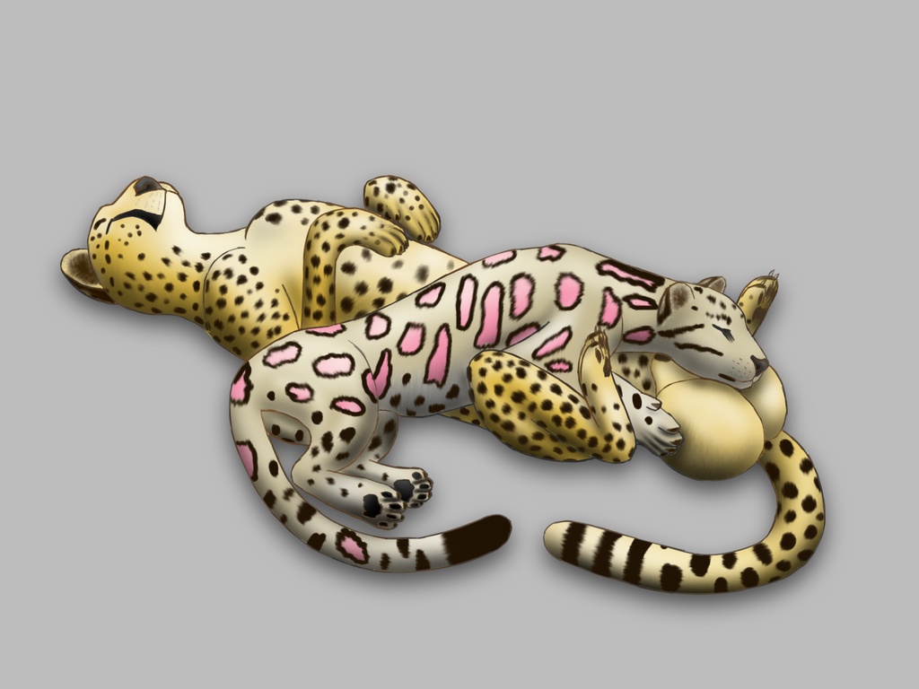 balls big_balls cheepard cheetah clouded_leopard feline female feral hyper hyper_balls male mammal sleeping