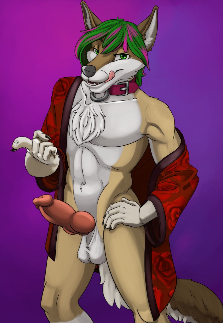 1boy animal_genitalia anthro balls canine canine_penis collar coyote erection fur knot looking_at_viewer male male_only mammal mojavecoyote muscles navel pecs penis robe sharp_teeth smile solo standing teeth tropicalpanda