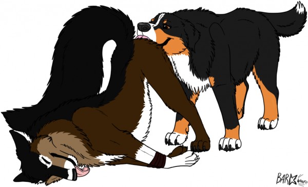 ambiguous_gender anal ass ass_up barkwoof bernese_mountain_dog bondage bondage bound canine canine closed_eyes duo feral feral_on_feral from_behind looking_pleasured lying mammal on_front oral plain_background presenting presenting_hindquarters raised_tail rimming sex tongue tongue_out white_background wolf