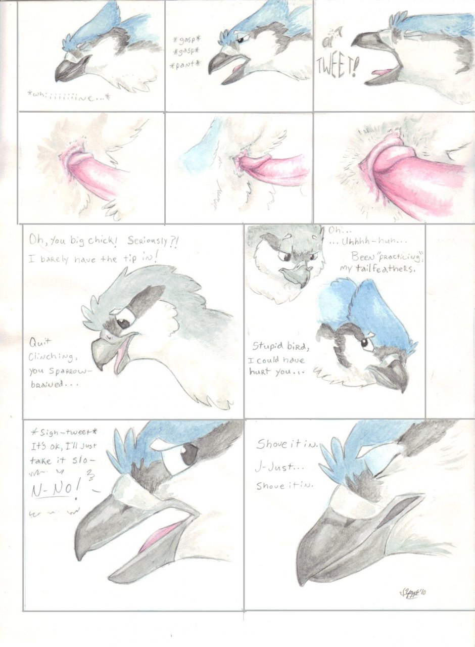 ambiguous_gender anal anal_sex avian bird blue_jay close-up comic dialogue english_text erection evan_(windpaw) feral feral_on_feral male moan panting penetration penis prodding sex shrike text timothy_(windpaw) traditional_media_(artwork) windpaw