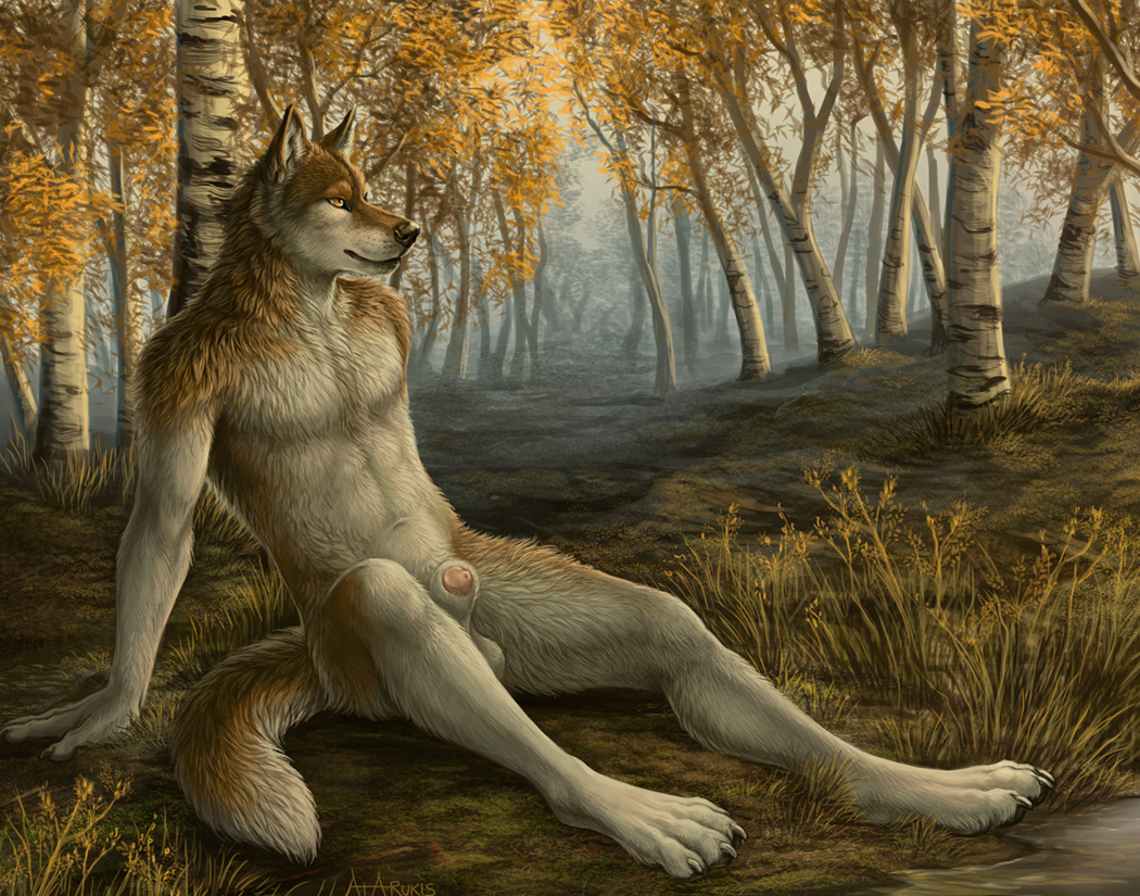 2015 autumn balls brown_fur canine forest fur male mammal nude outside penis penis_tip rukis sheath solo tree wolf