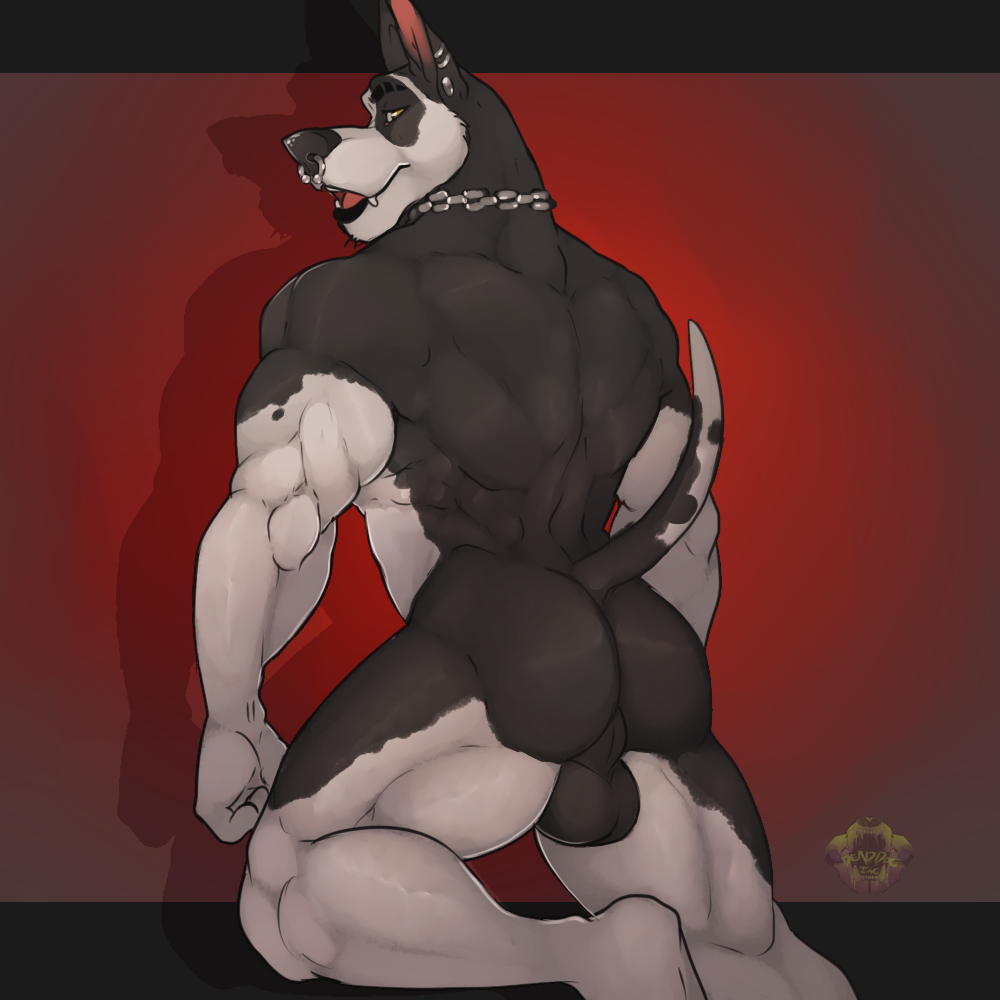 1boy 2016 anthro ass back_muscles backsack balls bambii_dog biceps biped black_balls black_fur black_lips black_nose black_tail canine chains ear_piercing eyebrows facial_piercing fangs fur great_dane jewelry kneeling letterbox lips looking_at_viewer looking_back male male_only mammal multicolored_fur multicolored_tail muscular muscular_male necklace nose_piercing nose_ring nude open_mouth perineum piercing rear_view red_background septum_piercing simple_background snout solo two_tone_fur two_tone_tail tyrus watermark white_fur white_tail yellow_eyes