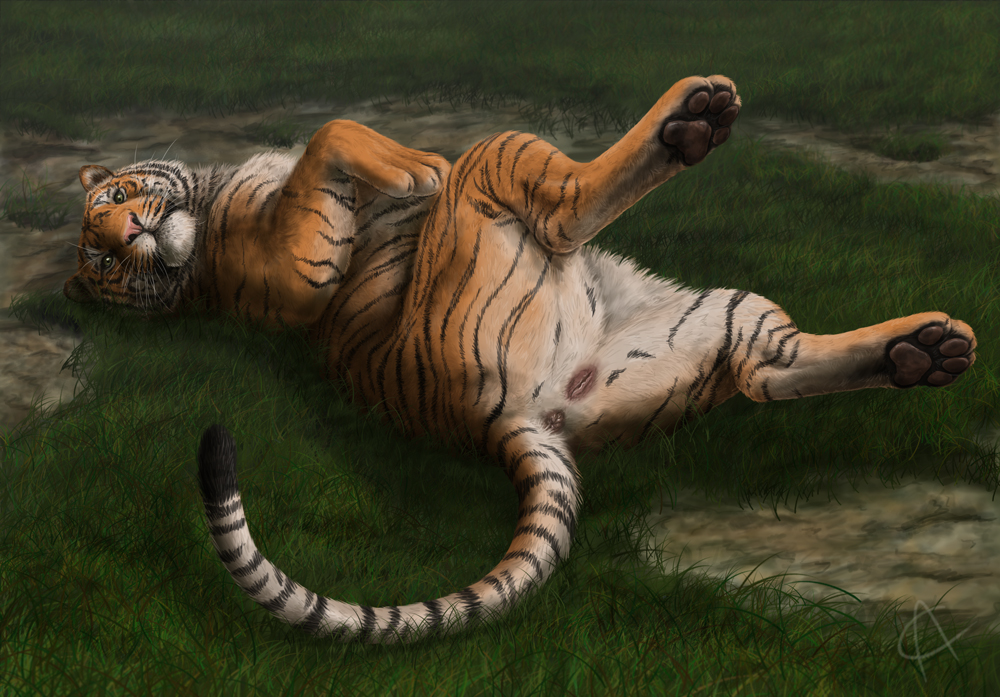 anus arorcinus feline female looking_at_viewer lying mammal presenting pussy realistic solo tiger