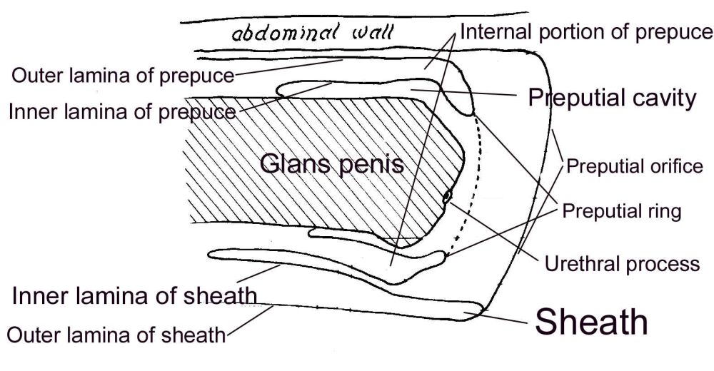 anatomical_diagram anatomically_correct anatomy animal_genitalia close-up diagram educational equine flaccid horse internal labels male mammal penis sheath unknown_artist