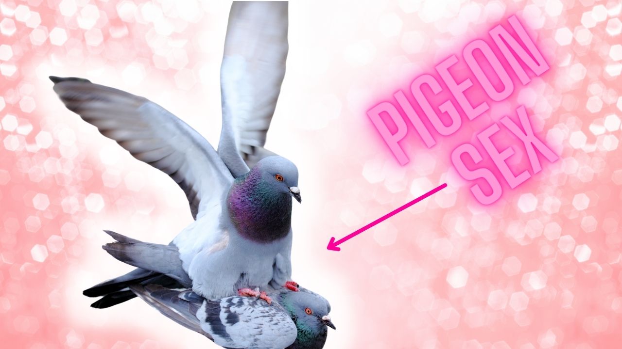 animal animal_focus arrow_(symbol) bird english_text mating_(animal) no_humans non-web_source off-topic pigeon pink_background simple_background