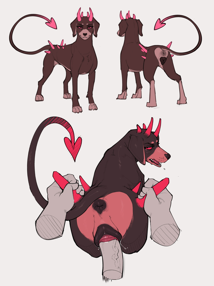 canine, canine pussy, canine vulva, female, feral, syn-6