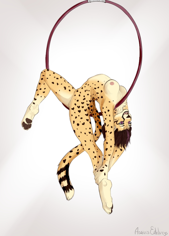 4_toes anthro araivis-edelveys arched_back areola black_lips black_nose breasts brown_hair cheetah feline female fur hair hoop hula_hoop mammal nipples nude open_mouth purple_eyes simple_background spots spotted_fur teeth toes tongue white_background