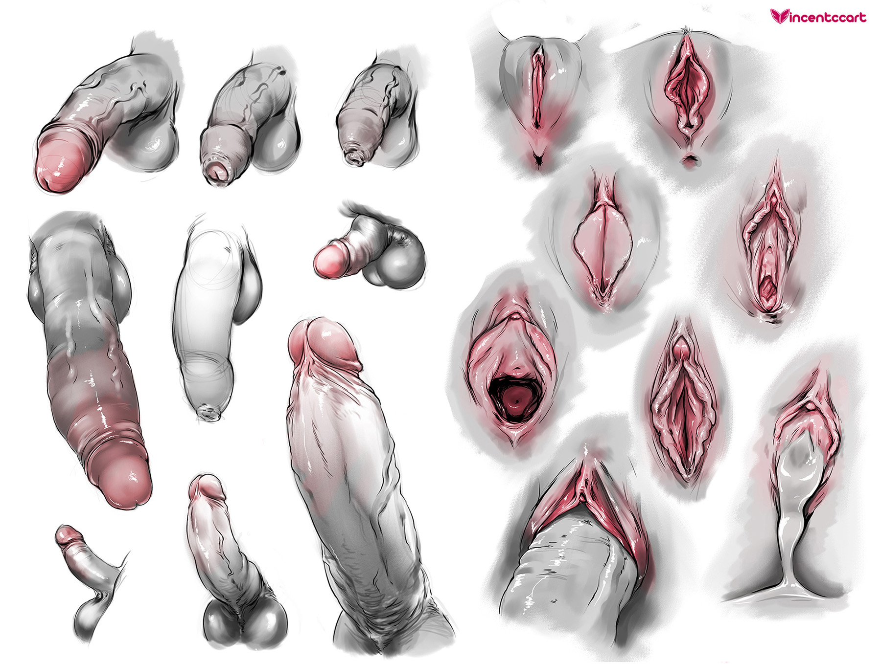 after ejaculation, after sex, after vaginal, anus, artist name, big penis, cervix, clitoral hood, clitoris, colored skin, cum, cum in pussy, cumdrip, disembodied penis, erect clitoris, erection, flaccid, foreskin, genitals, labia, meaty pussy, open mouth, penis, pussy, pussy chart, reference, reference sheet, shaved pussy, simple background, small penis, spread pussy, spread vagina, testicles, urethra, vagina, veins, veiny penis, vincentcc, vulva, white background