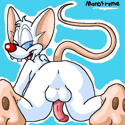 anus ass balls blue_eyes brainsister digital_media_(artwork) erection feet fur gay genitals gentials looking_back low_res male male_only mammal mouse murid murine pinky_(warner_brothers) presenting presenting_hindquarters raised_tail rodent solo tail warner_brothers white_body white_fur