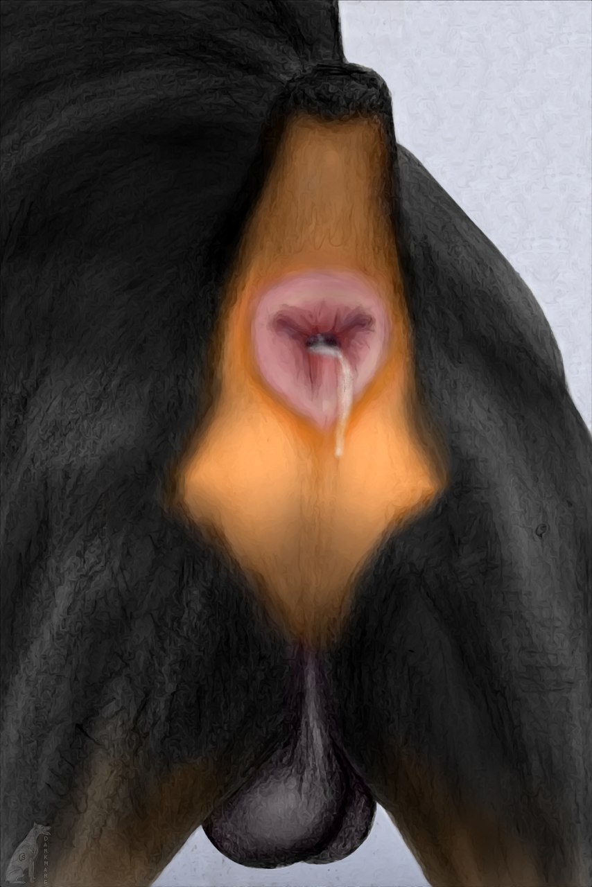 anus ass backsack balls butt_shot canine canine cum cum_in_ass cum_inside cum_leaking darkmare doberman feral male mammal pink_anus presenting presenting_anus presenting_hindquarters raised_tail solo