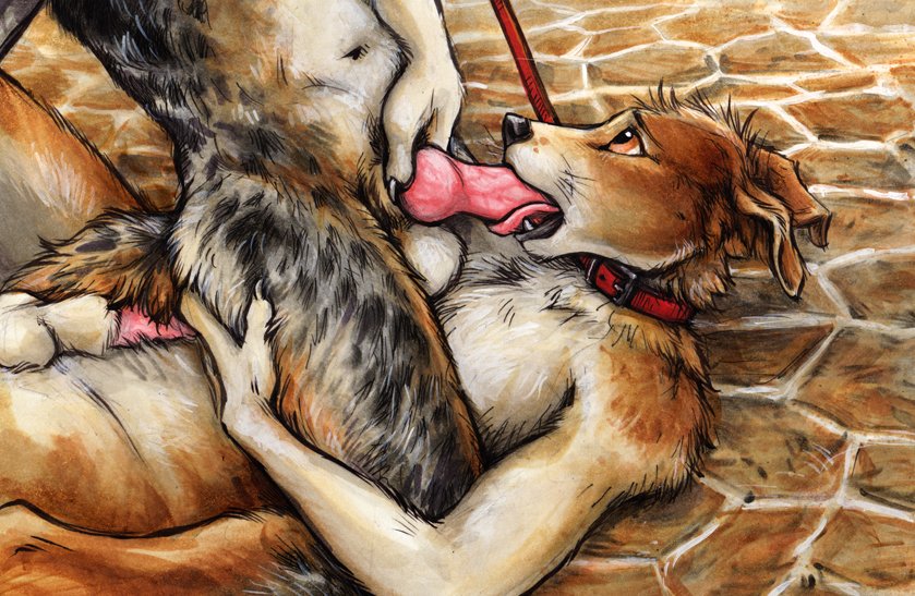 anthro anthro_on_anthro balls canine collar cowgirl_position furry kenket knot male mammal on_top oral penis sex tongue yaoi