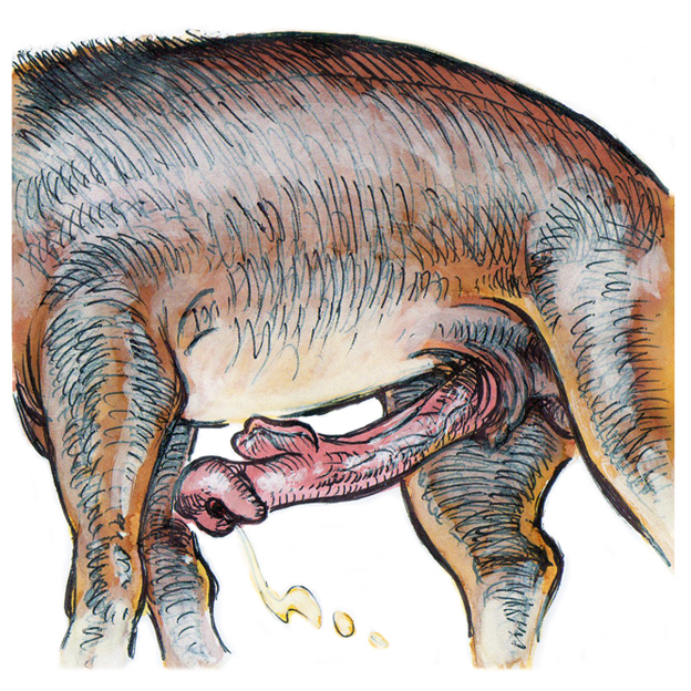 2015 animal animal_genitalia animal_penis cum cumshot donkey equine_penis erection faceless_male furry horse horsecock male malicorne mammal original original_character penis tapir tapir_penis unusual_penis