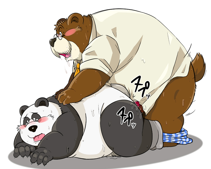 2012 anal anthro bear blush clothing cum drooling duo eyewear glasses male mammal norataro overweight overweight_male panda penis saliva shirt simple_background sweat underwear white_background yaoi