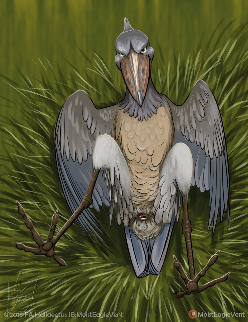 ambiguous_gender animal_genitalia avian beak bird cloaca feathered_wings feathers feral front_view moisteaglevent presenting shoebill wings