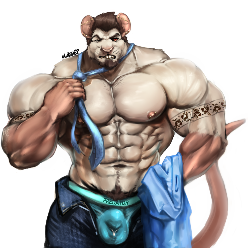 anthro beard bulge clothing facial_hair hyper hyper_muscles looking_at_viewer male male_only mammal muscular muscular_male necktie nipple_piercing nipples oldshep pecs piercing precum pubes rat rodent solo underwear undressing