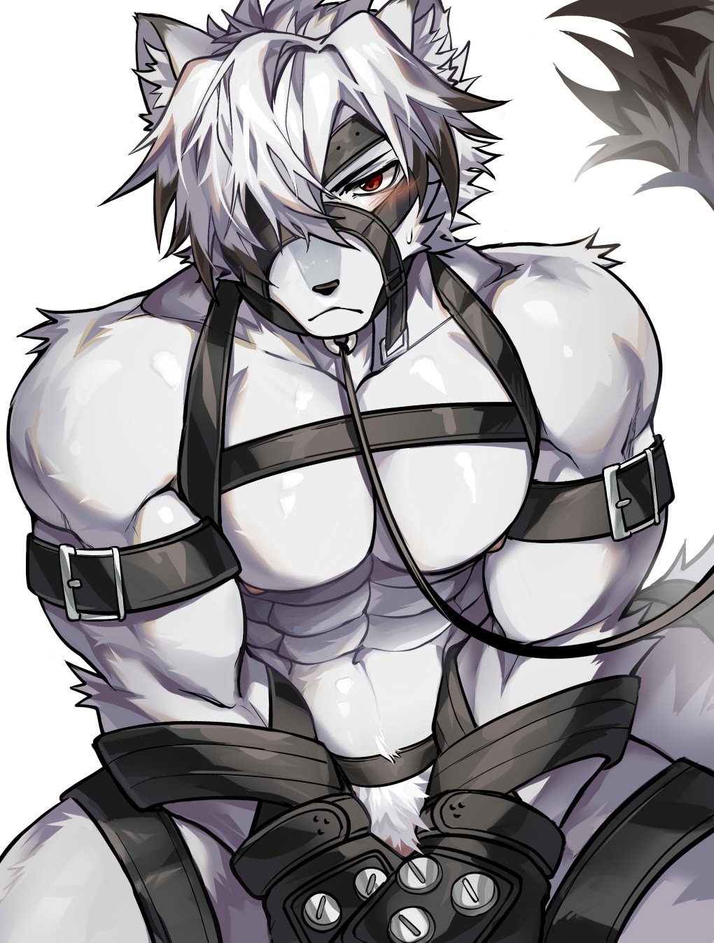 abs anthro anthro_only big_pecs blush canid canine canis chung0_0 fur leash leash_pull male male_focus male_only mammal muscular muscular_anthro muscular_arms muscular_male nipples pecs solo solo_focus solo_male submissive tail thick_thighs underwear von_lycaon white_body white_fur wolf zenless_zone_zero