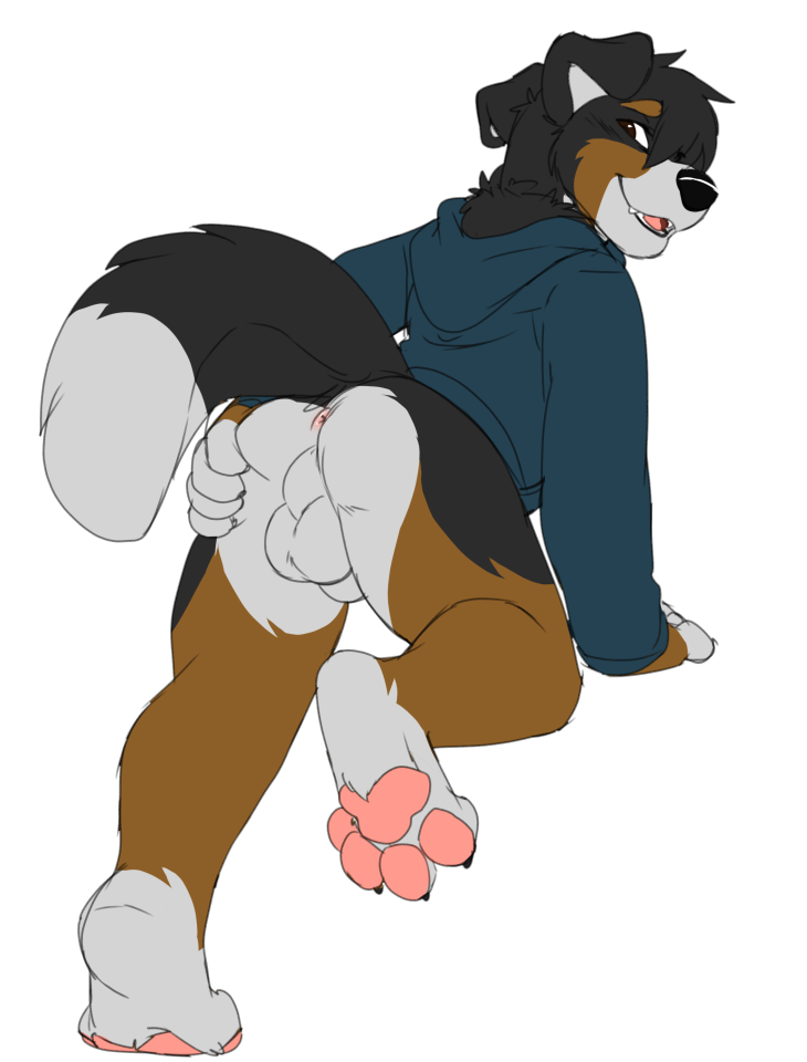 2018 anthro anus ass balls bernese_mountain_dog bottomless canine clothed clothing fur hoodie jailbird looking_at_viewer looking_back male male_only mammal perineum presenting presenting_hindquarters ruska simple_background smile solo spreading