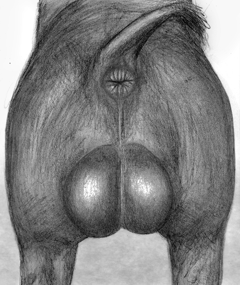 anatomically_correct anatomically_correct_anus animal_anus anus ass backsack balls big_balls darkmare feral graphite_(artwork) male mammal pencil_(artwork) pig porcine presenting presenting_anus solo traditional_media_(artwork)