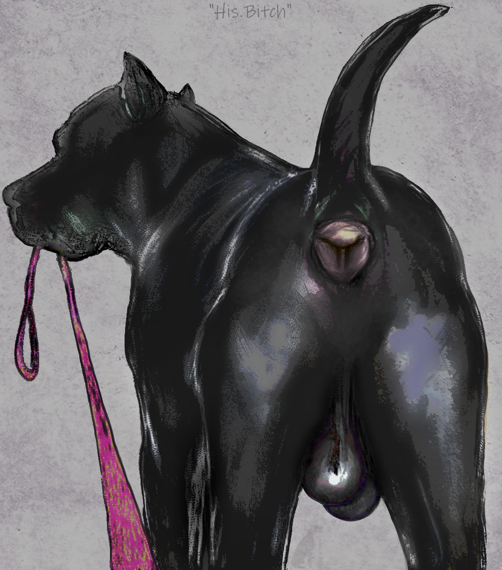 anus ass balls black_balls black_body black_fur canid canine canis cropped_ears darkmare domestic_dog feral first_person_view fur genitals glistening glistening_balls glistening_genitalia leash leashed_pov male mammal muscular muscular_male pink_leash pit_bull presenting presenting_anus presenting_hindquarters raised_tail saggy_balls solo tail