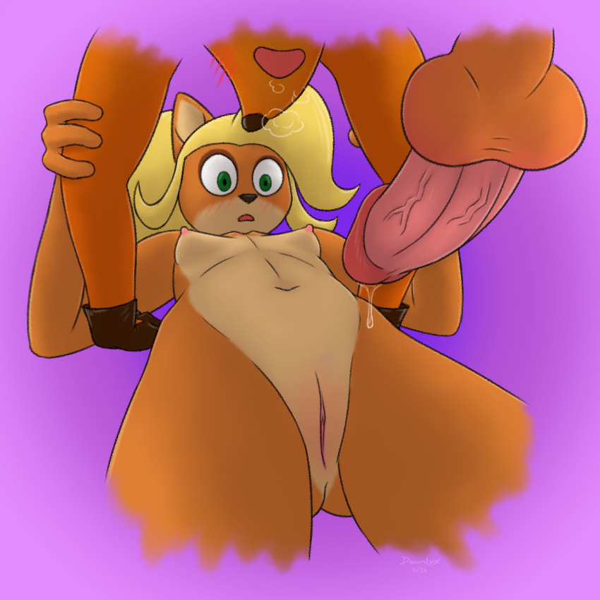 4_fingers activision anthro areola balls bandicoot biped blonde_hair blush bodily_fluids body_blush breasts breath clothing coco_bandicoot countershade_face countershade_torso countershading crash_(series) crash_bandicoot dawnlux digital_media_(artwork) dripping duo erection eyebrows eyeshadow female female_on_bottom fingers from_front_position fur genital_fluids genitals gloves green_eyes hair handwear holding_arm humanoid_genitalia humanoid_penis humanoid_pussy imminent_sex long_hair looking_at_genitalia looking_at_penis lying makeup male male/female male_on_top mammal marsupial missionary_position multicolored_body multicolored_fur navel nipples nude on_back on_bottom on_top open_mouth orange_body orange_fur panting penis precum precum_drip pussy pussy_blush raised_eyebrow sex simple_background small_breasts solo_focus two_tone_body two_tone_fur worried worried_look