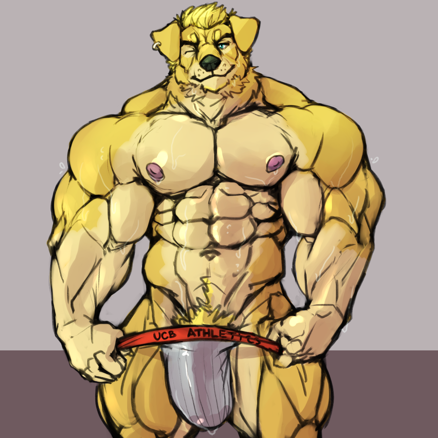 1:1 abs anthro biceps black_nose blonde_hair blue_eyes bodily_fluids bulge canid canine canis clothing domestic_dog ear_piercing ear_ring floppy_ears fur furry hair huge_bulge huge_muscles jockstrap looking_at_viewer male male_only mammal multicolored_fur muscular muscular_male nipples oldshep one_eye_closed pecs piercing pink_nipples pubes simple_background solo sweat two_tone_fur underwear undressing wet wet_clothing wink yellow_fur