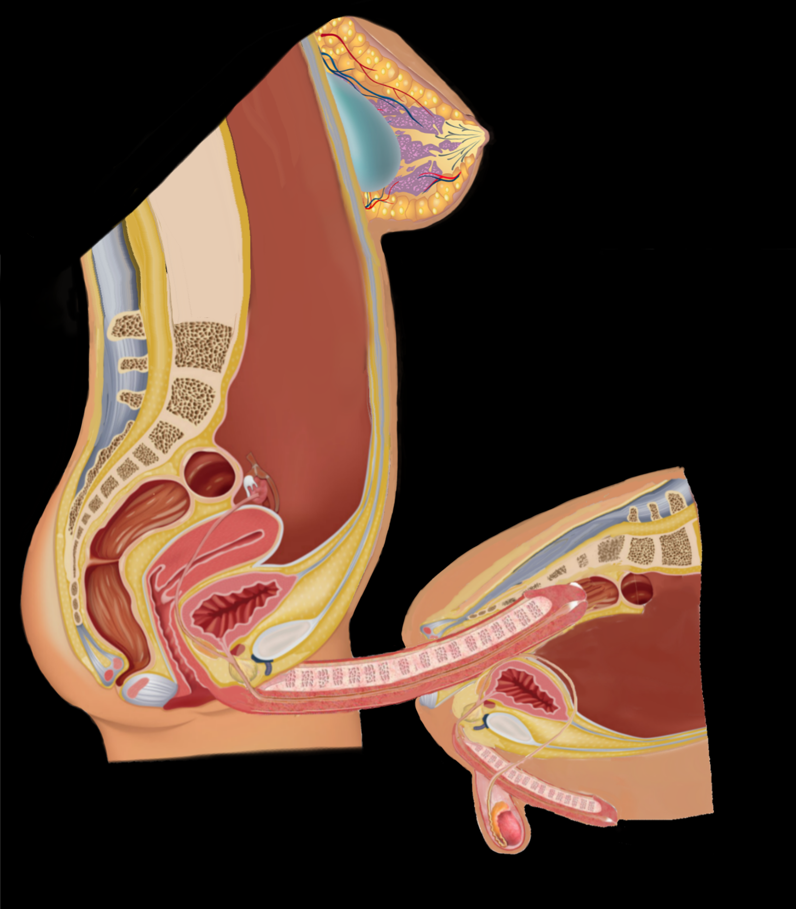 anal, anal penetration, anal sex, anatomically correct, artist request, big penis, breasts, cross section, diagram, doggy style, educational, from behind, from behind position, futa anatomy, futa is bigger, futa on male, futanari, intersex, male, malesub, penis, penis size difference, tagme, what, x-ray