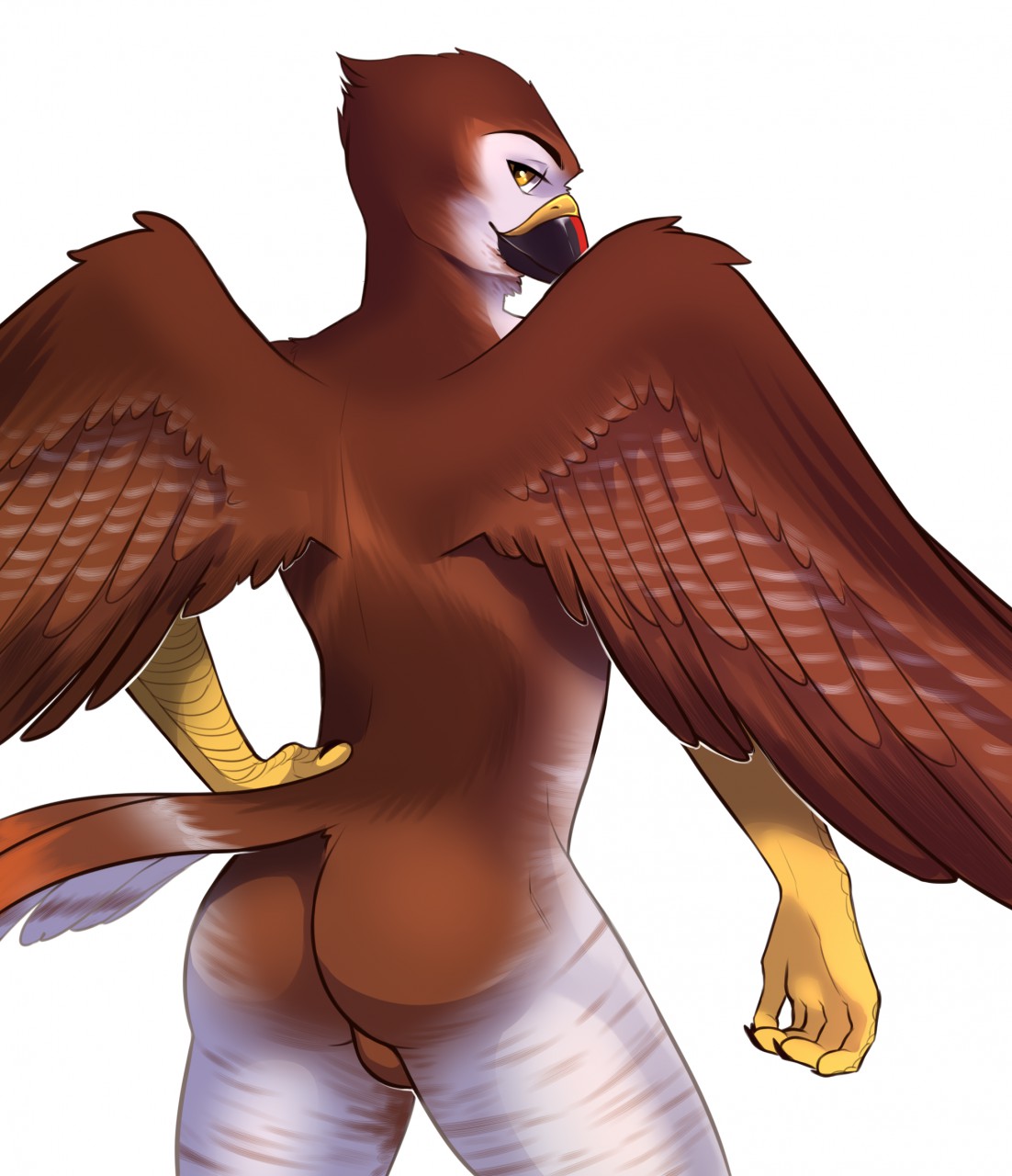 accipitrid accipitriform anthro ass avian backsack balls beak bird brown_body brown_feathers buteo chickenhawk feathered_wings feathers half-closed_eyes hand_on_hip hi_res kokidius looking_back male male_only nude red-tailed_hawk smile solo standing tail_feathers wings yellow_eyes