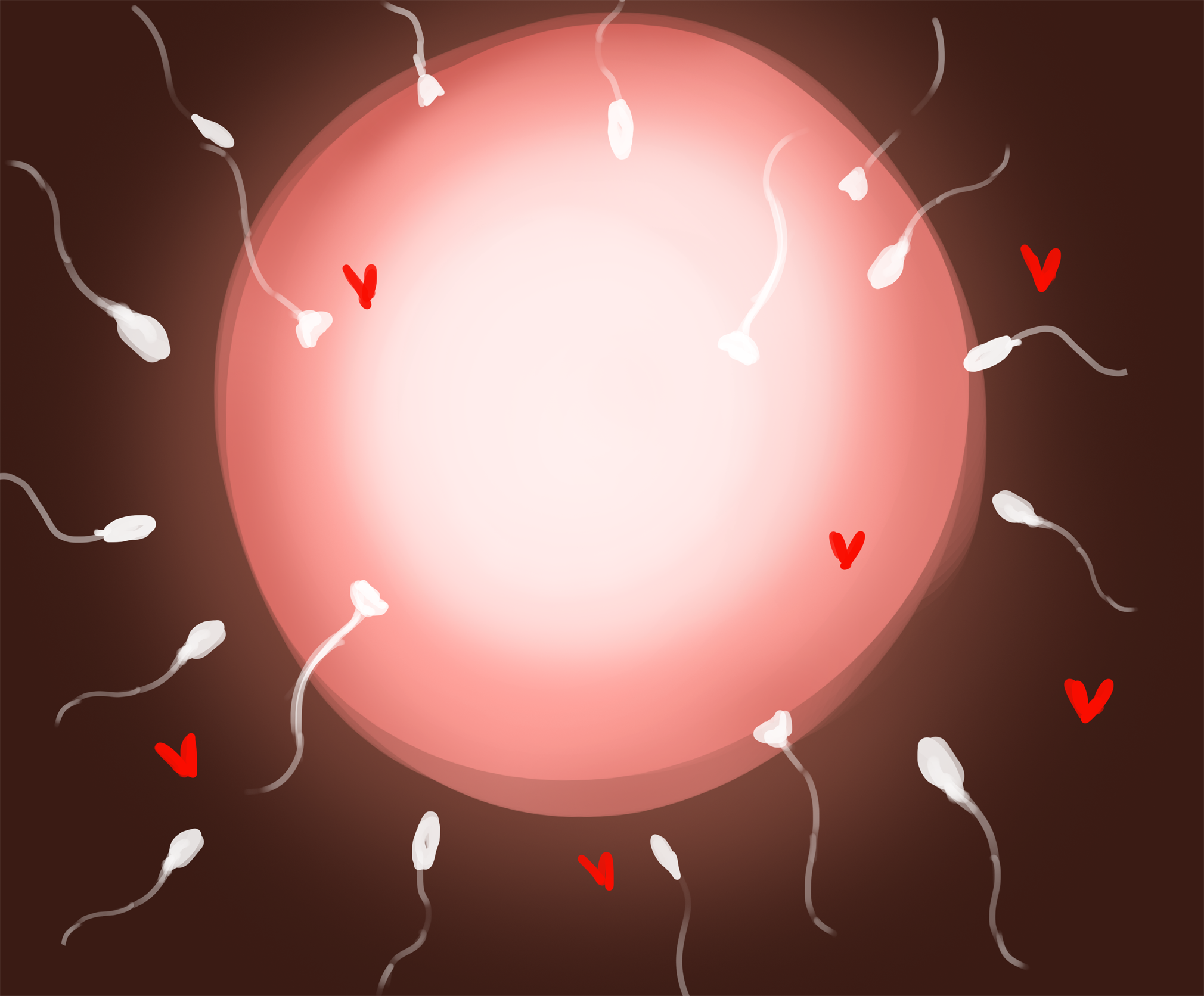 cum, fertilization, heart, impregnation, nika (artist), ovum, simple background, sperm cell, x-ray