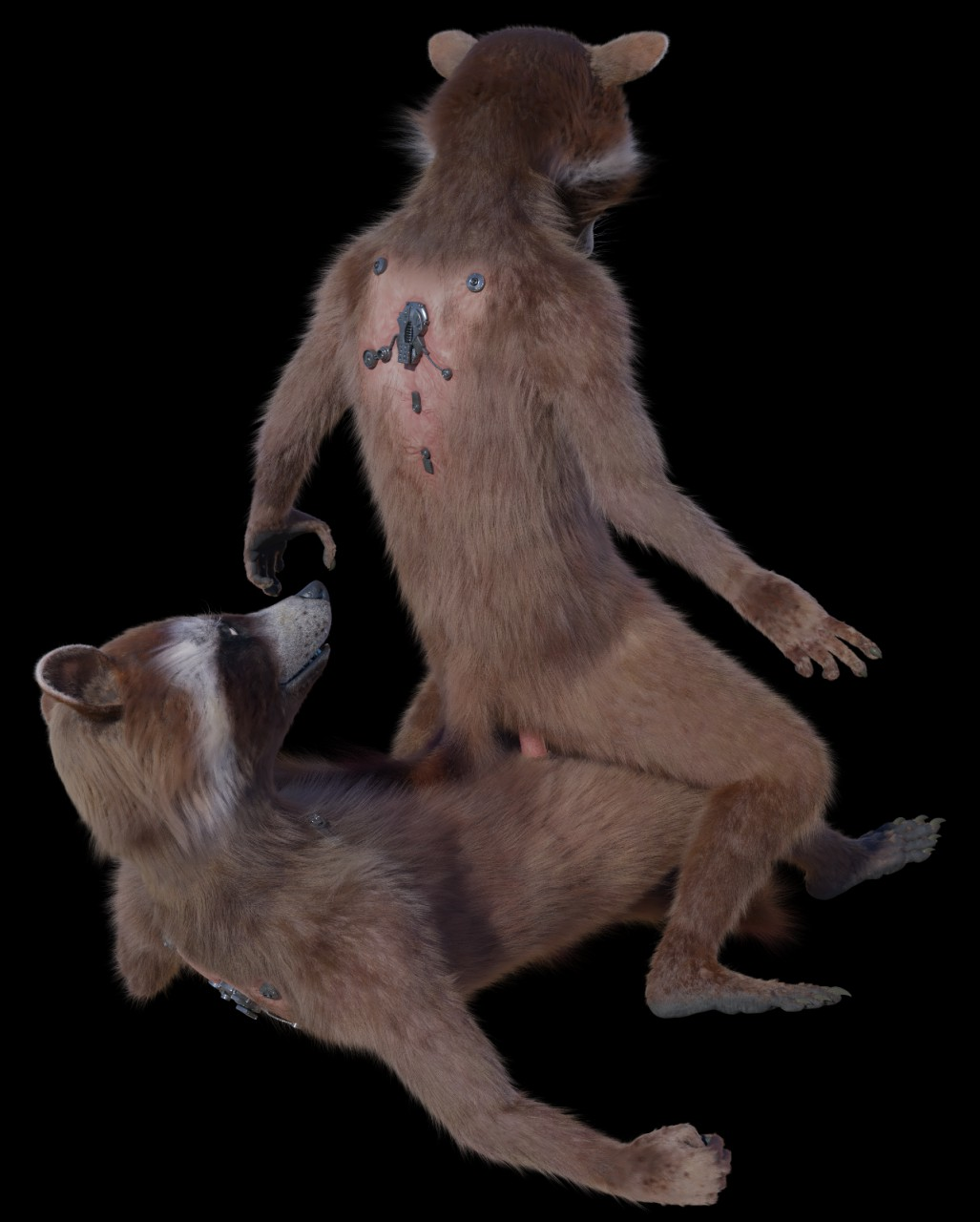 2boys 3d anthro balls clone disney duo fur gay genitals guardians_of_the_galaxy hi_res male male/male male_only mammal marvel nude penis procyonid raccoon rocket_raccoon rockyrcoon yaoi