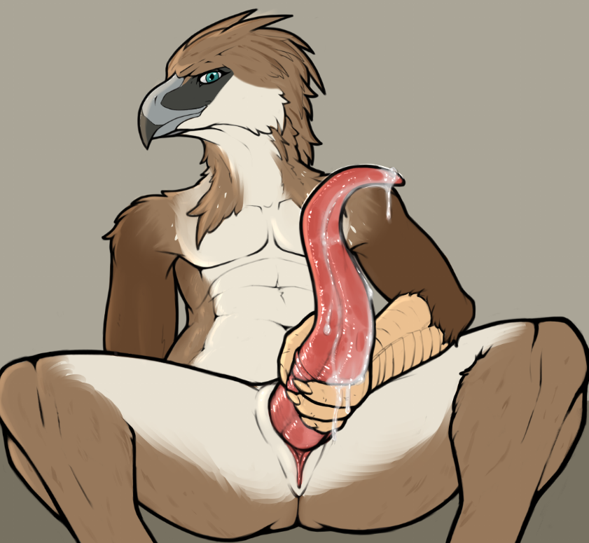 accipitrid accipitriform animal_genitalia anthro avian bird bodily_fluids cetacean cloaca cum eagle erection genital_fluids genitals male male_focus male_only mammal marine masturbation penis philippine_eagle ro_(furaffinity) slit solo solo_male tapering_penis