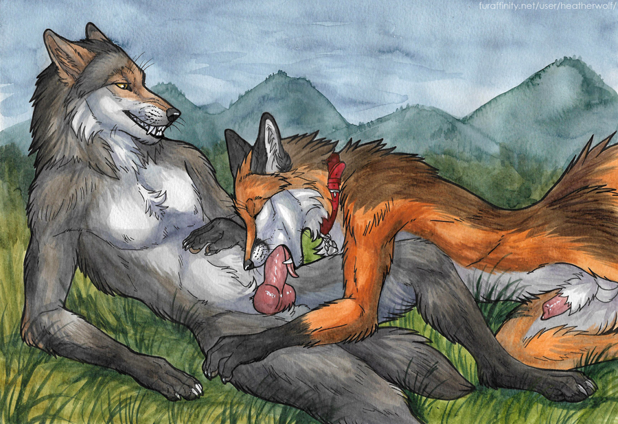 anatomically_correct anatomically_correct_genitalia anatomically_correct_penis animal_genitalia animal_penis anthro balls canid canine canine_penis canis claws collar digitigrade duo erection fellatio fox genitals half-erect heatherwolf hindpaw male male/male mammal oral paws penile penis red_fox sex white_body wolf