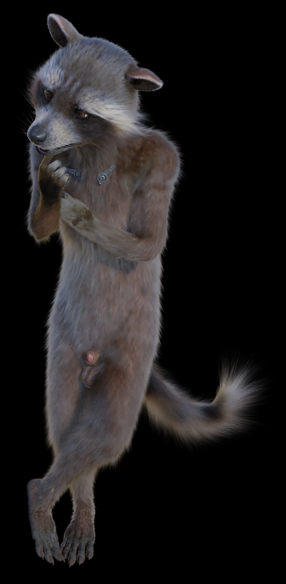 1boy 3d animal_genitalia anthro balls disney front_view genitals guardians_of_the_galaxy hi_res male male/male male_only mammal marvel nude penis penis_tip procyonid raccoon rocket_raccoon rockyrcoon sheath solo standing