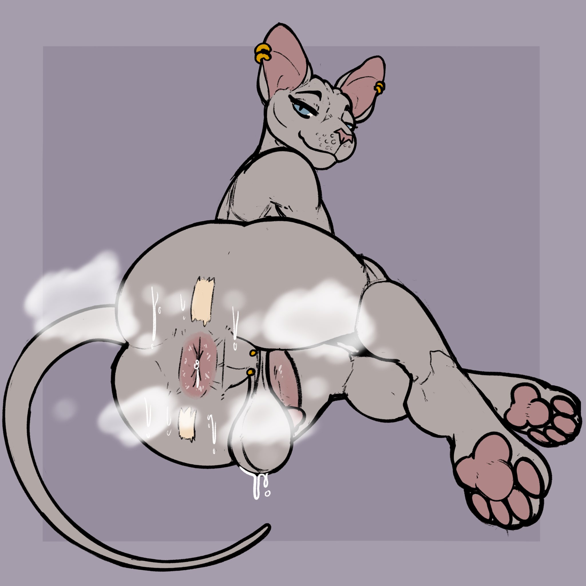1boy, anal juice, anthro, anus, ass, backsack, balls, ballsack, behind view, big ass, big balls, big butt, blue eyes, bubble butt, buckyboiyo, domestic cat, ear piercing, feline, femboy, flaccid, furry, girly, huge ass, long tail, looking back, low hanging balls, male, male only, musk, musk clouds, musky balls, musky butt, nude, on side, pawpads, penis, perineum, perineum piercing, piercing, piercings, solo, solo male, sphynx (cat), spread ass, steam, steamy ass, sweat, sweatdrop, sweaty, sweaty balls, sweaty butt, tail, tape, thick thighs, voluptuous, voluptuous male, wide hips