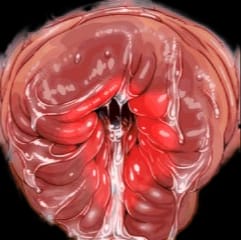 anal_prolapse anus bodily_fluids cum genital_fluids low_res male nezumi prolapse solo thumbnail wet