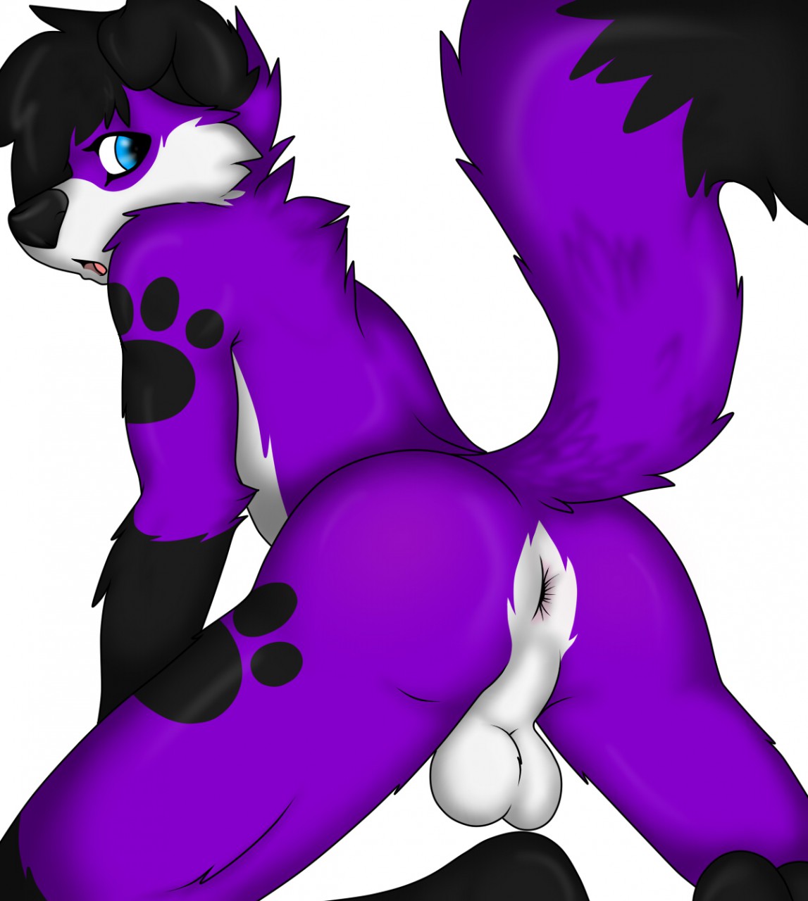 anthro anus ass balls black_hair canid canine canis domestic_dog elkhound fluffbyangel footprint genitals hair hi_res looking_at_viewer looking_back male male_only mammal pawalo pawprint pawprint_marking purple_body raised_tail rear_view solo spitz