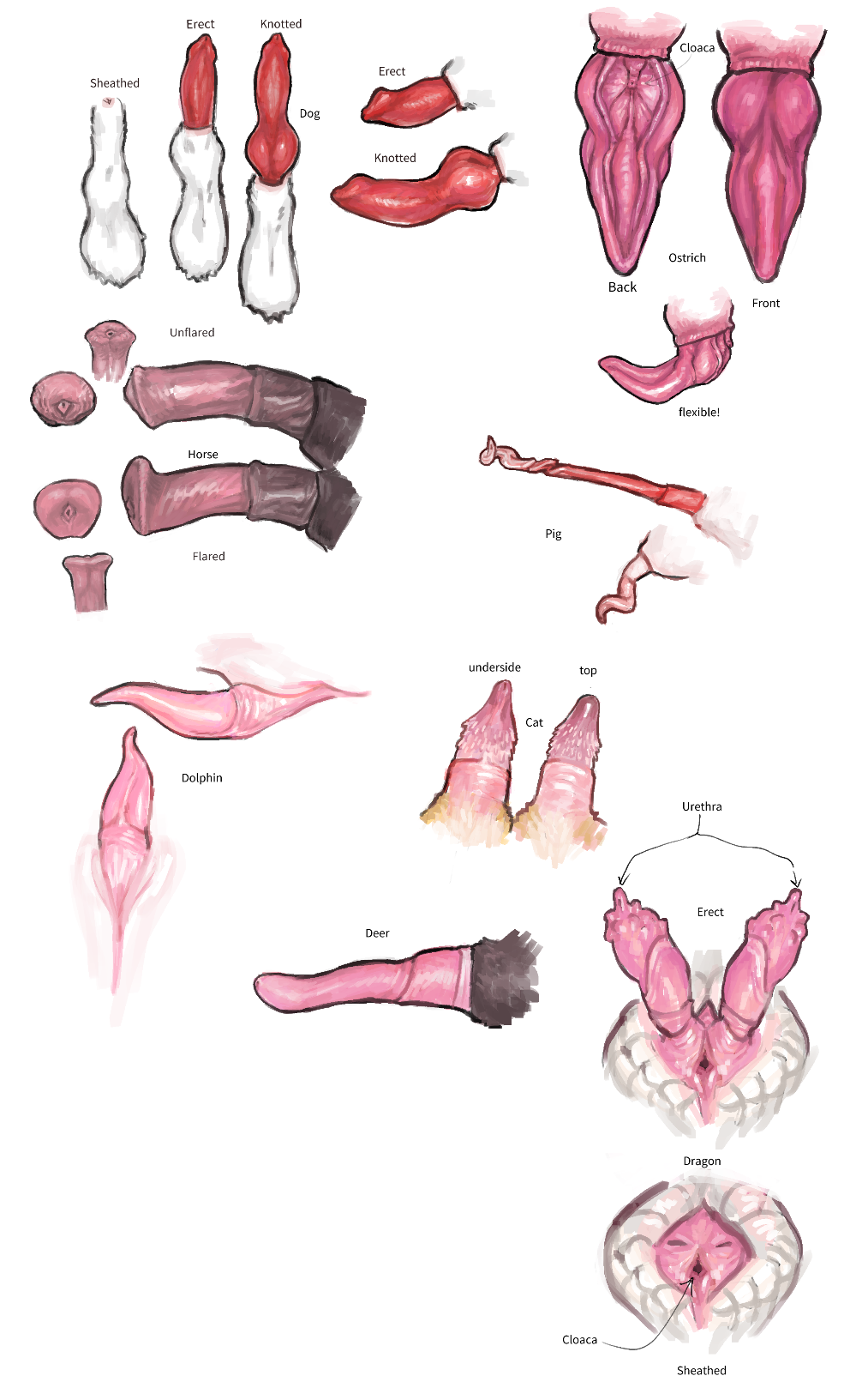 anatomically_correct anatomically_correct_genitalia anatomically_correct_penis anatomy_chart animal_genitalia animal_penis balls canine_penis cervine_penis cetacean_penis cloaca equine_penis erection feline_penis genitals group hi_res knot male odonata-nymph ostrich_penis penile_spines penis porcine_penis tapering_penis white_background