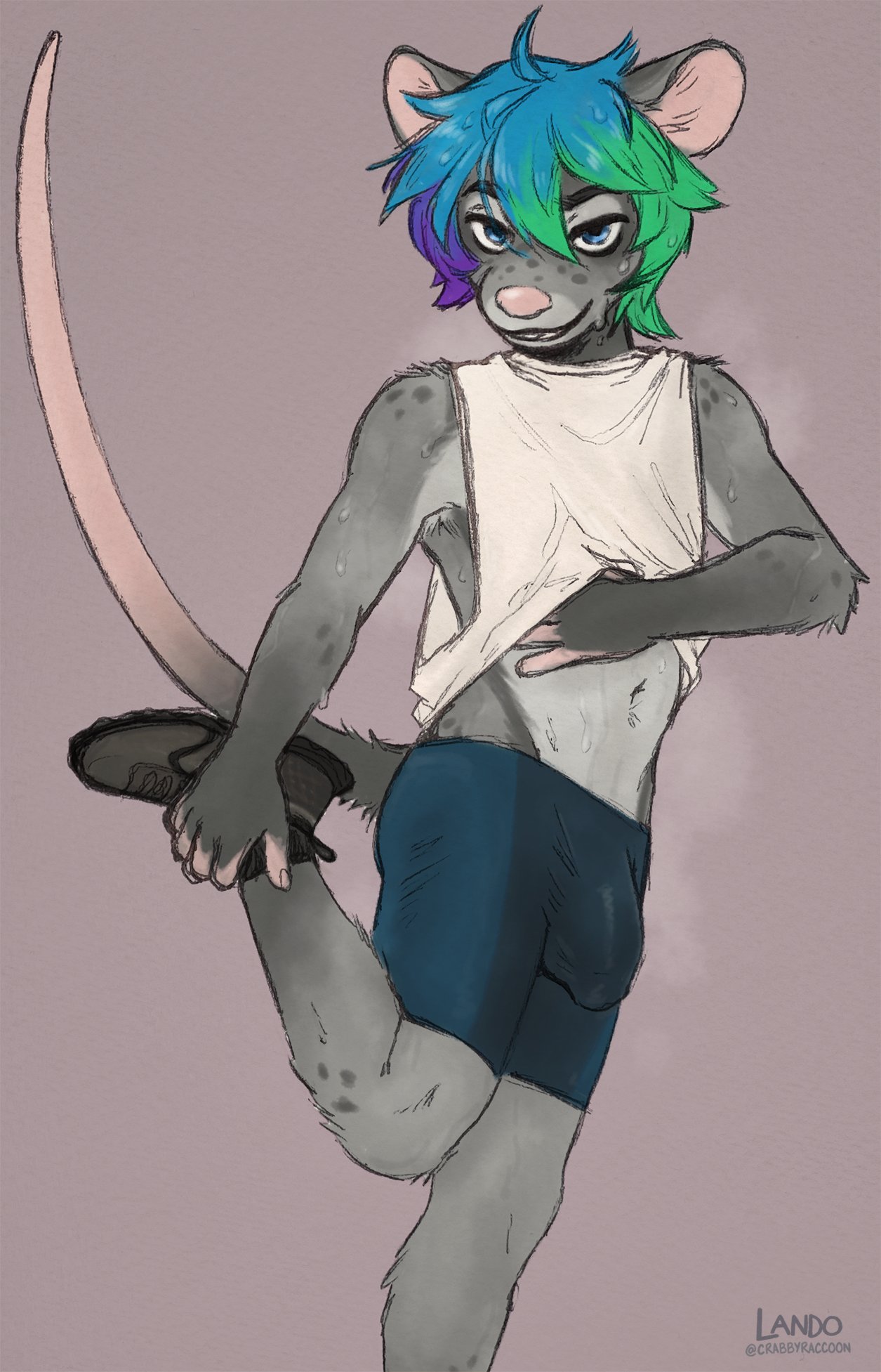 1boy 2021 after_exercise anthro ari_(caudamus) blue_hair bodily_fluids bottomwear bulge clothed clothing clothing_lift footwear fur green_hair grey_body grey_fur hair half-closed_eyes hi_res male male_only mammal mouse multicolored_body multicolored_fur multicolored_hair murid murine narrowed_eyes purple_hair raised_leg rodent shirt shirt_lift shoes shorts sicklyhypnos sneakers solo spandex stretching sweat tight_clothing topwear two_tone_body two_tone_fur