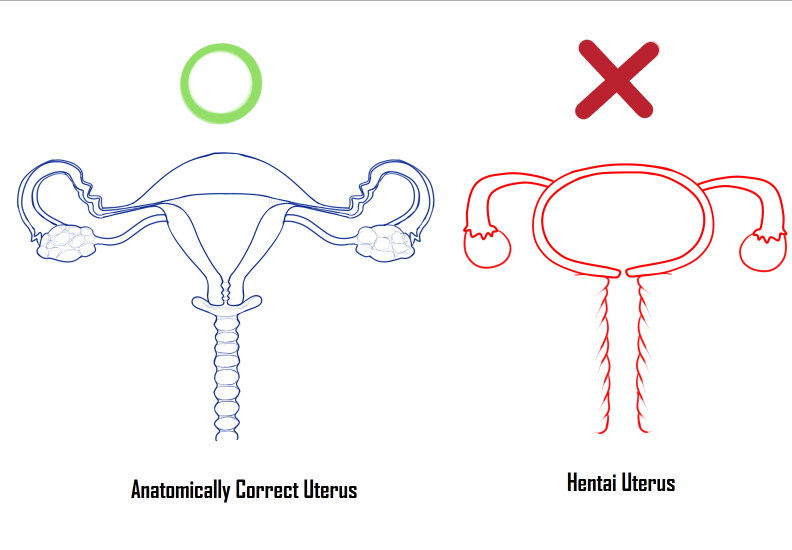 anatomically_correct anatomically_correct_uterus anatomically_incorrect crossman educational endometrium fallopian_tubes female fimbria genitals how-to labia_minora myometrium no_humans ovaries perimetrium pussy tutorial uterus