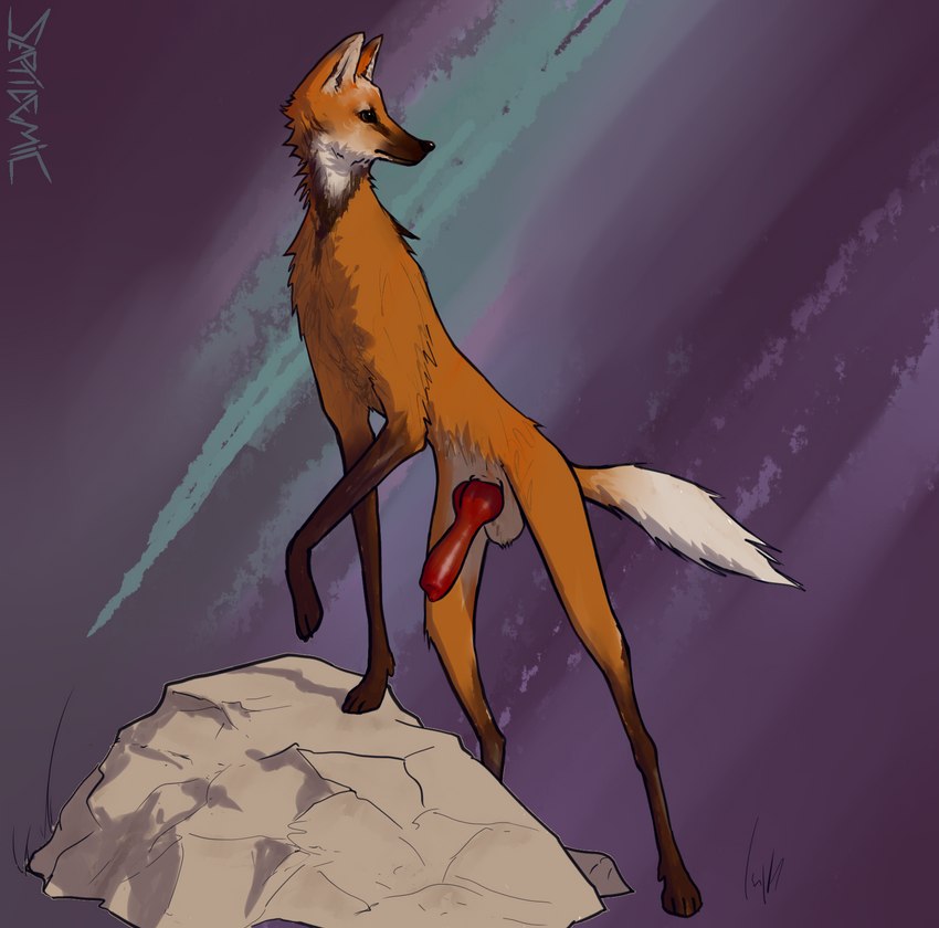 anatomically_correct animal_genitalia animal_penis balls canid canine canine_penis feral fur genitals hi_res looking_back male mammal maned_wolf orange_body orange_fur penis septicemic_(artist) simple_background solo