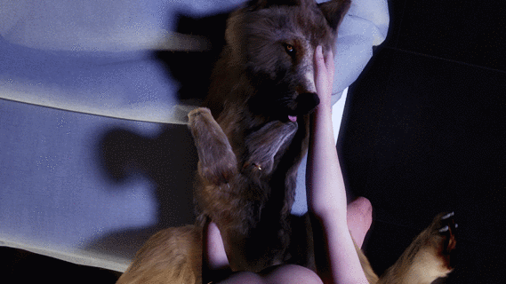 2021, 3d, 3d (artwork), ambiguous gender, ambiguous on human, ambiguous penetrated, ambiguous penetration, animated, bed, bedroom, bestiality, canid, canine, canis, digital media (artwork), domestic dog, duo, eye contact, feral, feral penetrated, feral wife, first person view, from front position, fur, furniture, gif, human, human on feral, human penetrating, human penetrating feral, human pov, humanoid, husband and wife, interspecies, looking at another, looking at viewer, lying, male, male on feral, male penetrating, male penetrating ambiguous, male pov, male/ambiguous, mammal, married couple, missionary position, on back, penetrating pov, penetration, penile, penile penetration, penis, ring, sex, short playtime, trioami260, wedding ring, wolf, zoophilia
