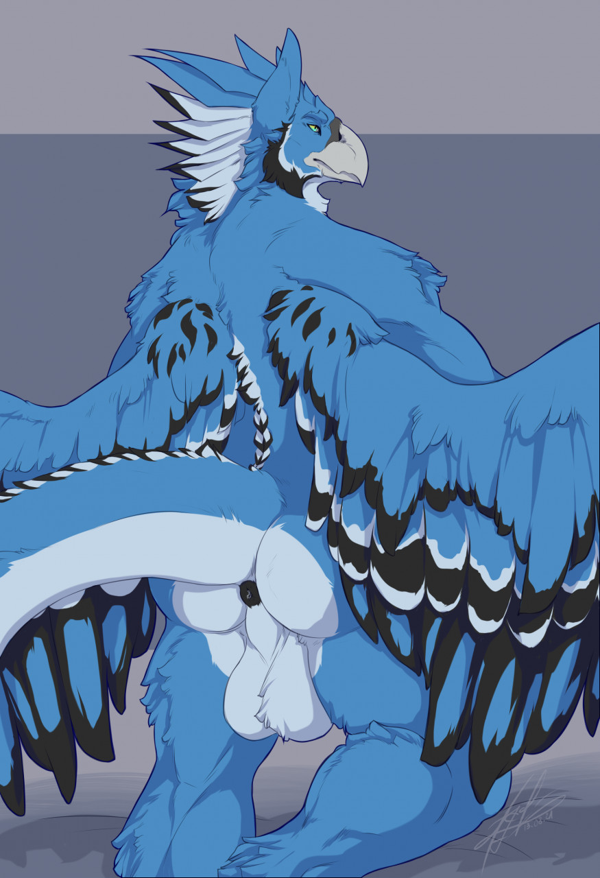 2021 anthro anus ass avian backsack balls beak big_balls black_anus black_body black_feathers blue_body blue_feathers digital_media_(artwork) feathered_wings feathers genitals grey_background gryphon hi_res kira_adelay kneeling l0st male multicolored_body multicolored_feathers mythological_avian mythology simple_background solo white_body white_feathers wings