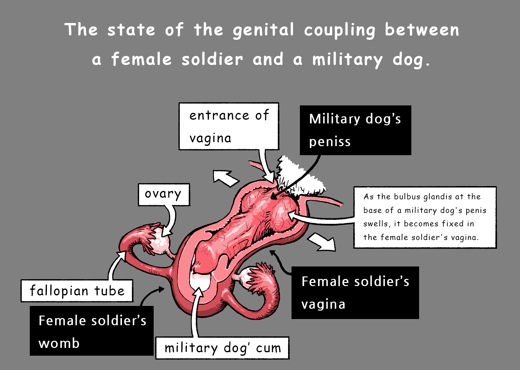 bestiality, canid, canine, canine penis, canis, cum, cum inside, domestic dog, female, female soldier, gogocherry, knot, knotting, male, penis, sex, womb