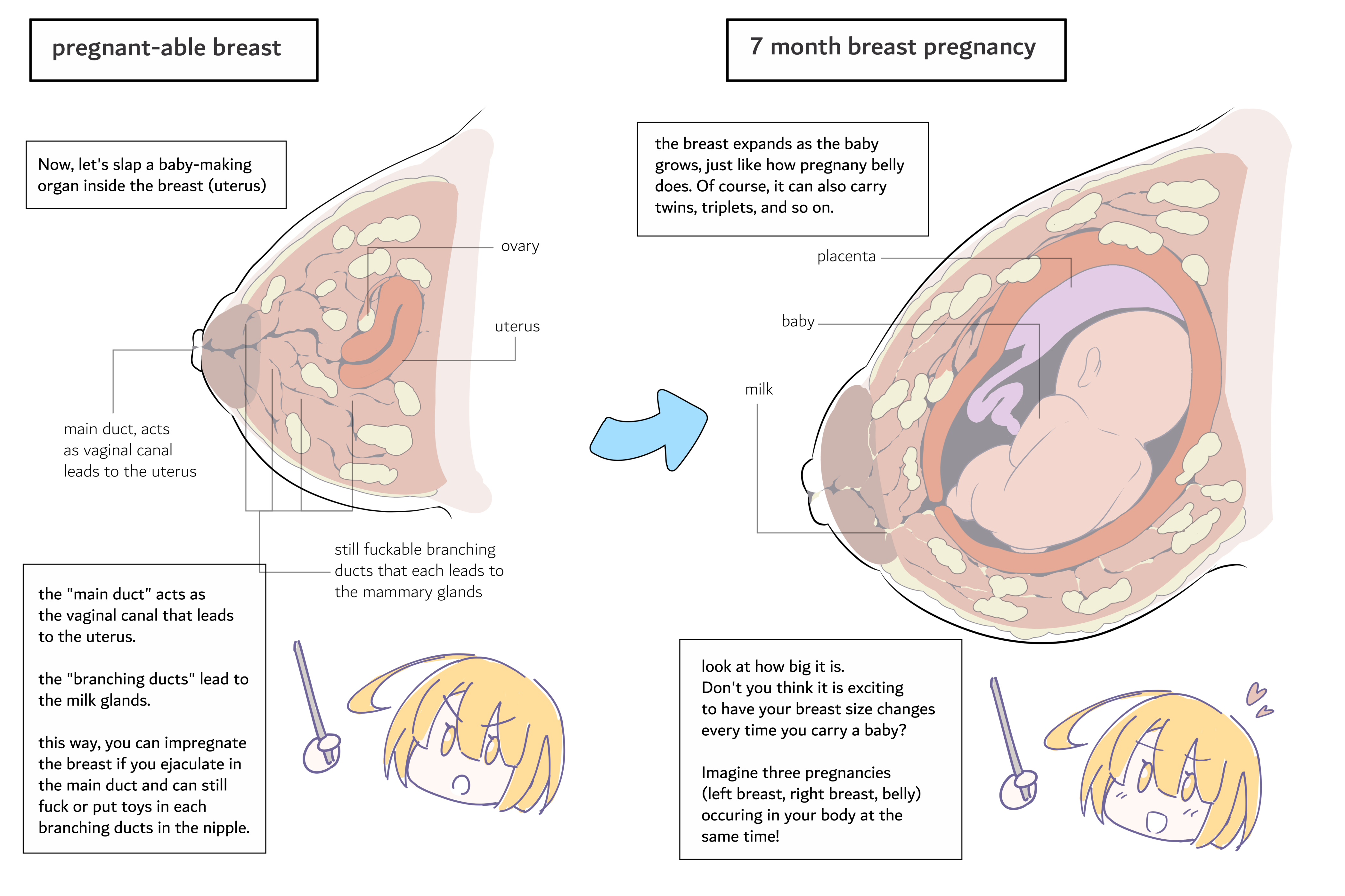biology, biology teacher, body horror, breast expansion, breast pregnancy, cross-section, diagram, english text, explanation, fetus, lesson, nipples, pregnant, text, what, x-ray